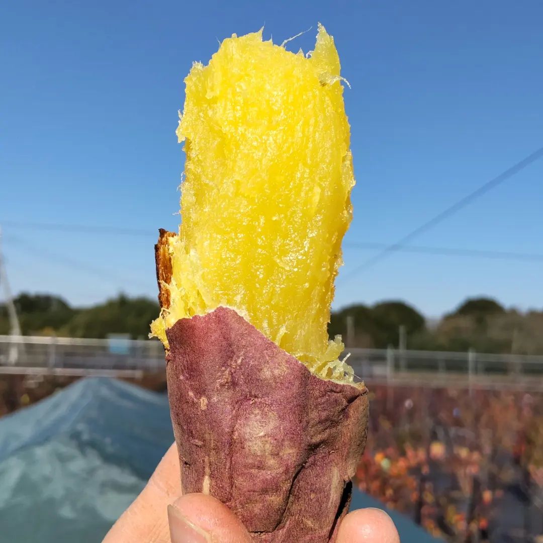 aoyagi_farm_post_2022_12_14_16_34_512992914991297830260