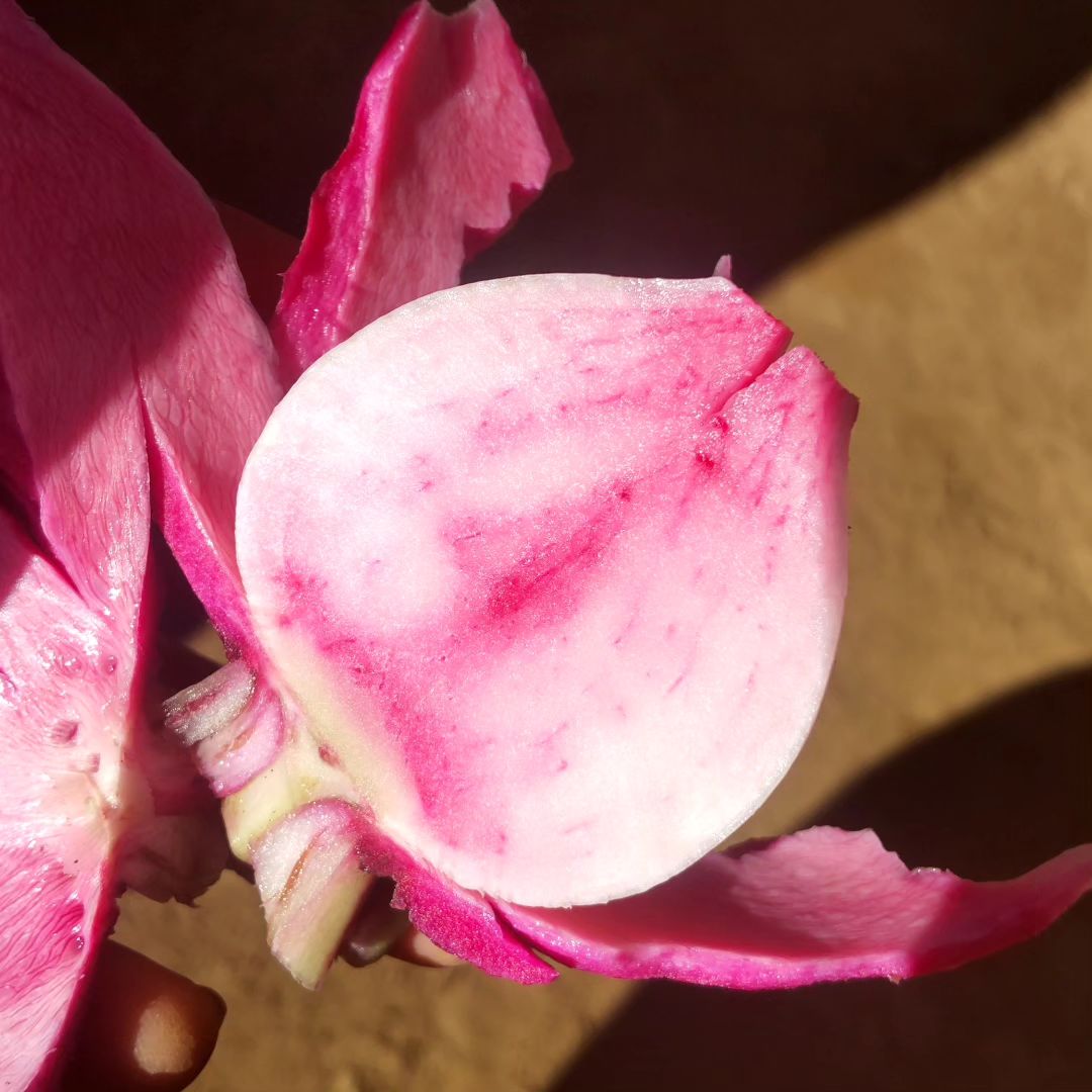 aoyagi_farm_post_2023_12_12_14_13_383255937499653755929