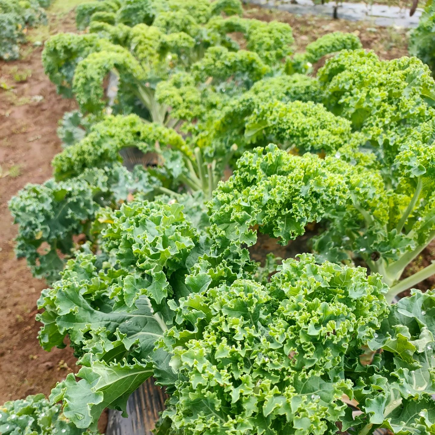 aoyagi_farm_post_2023_3_28_23_08_373068489853466181319